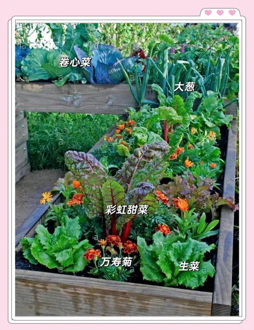 夢見種菜