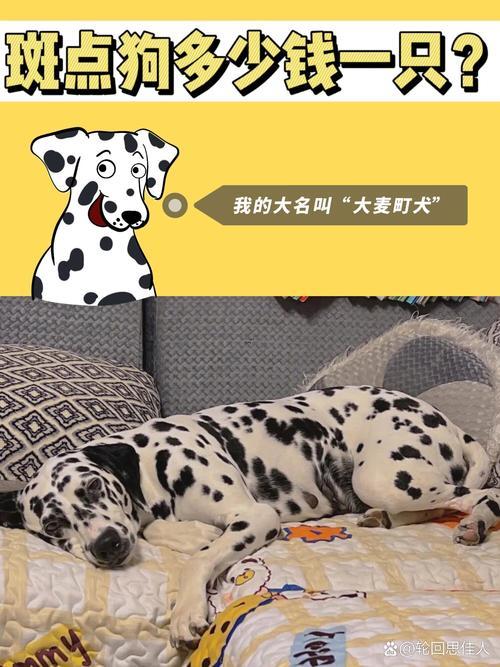 經(jīng)典狗名