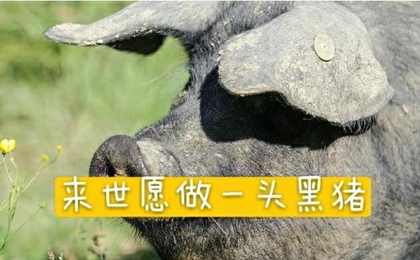 夢(mèng)到一群羊