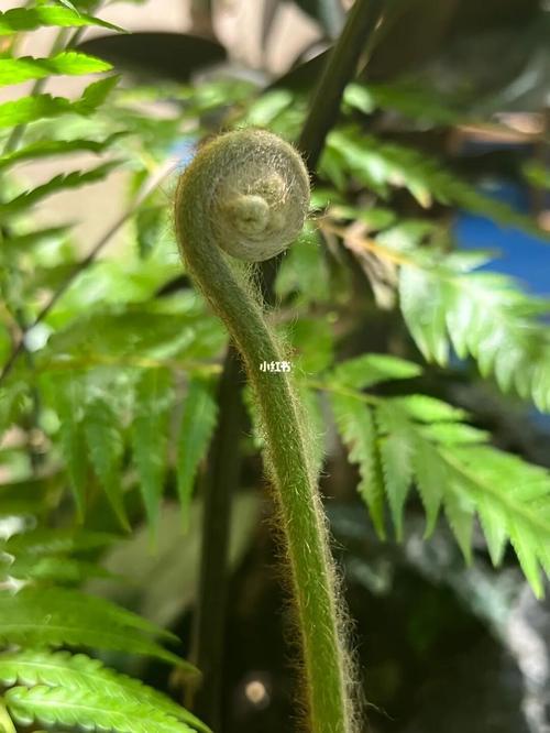 觀(guān)賞植物大全盆栽
