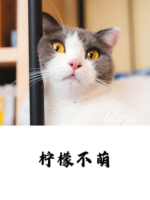 五字網(wǎng)名