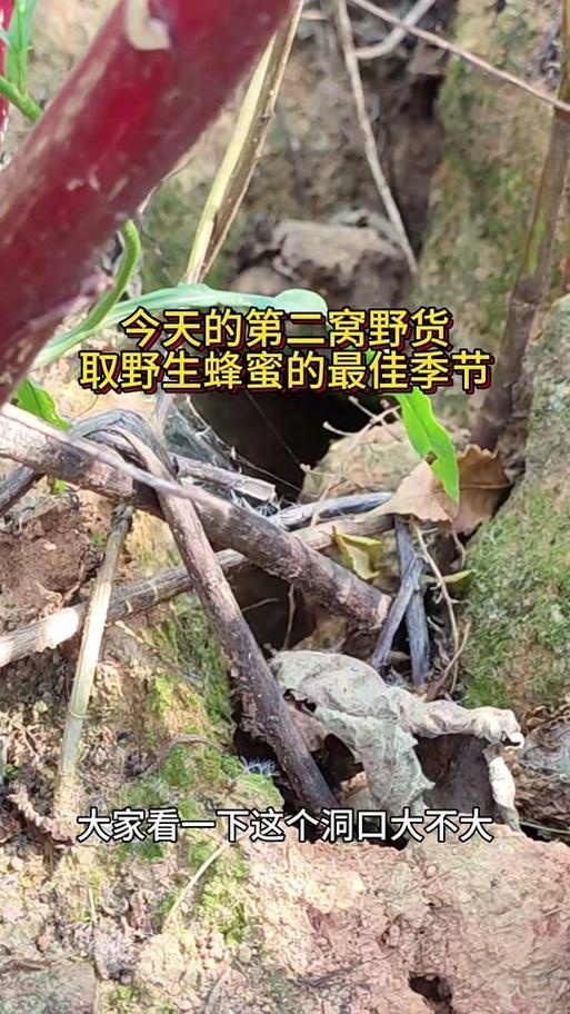 2026年4月取蜂蜜吉日