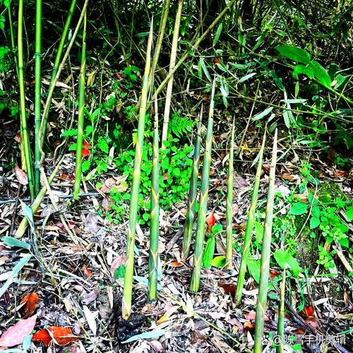 夢見竹林
