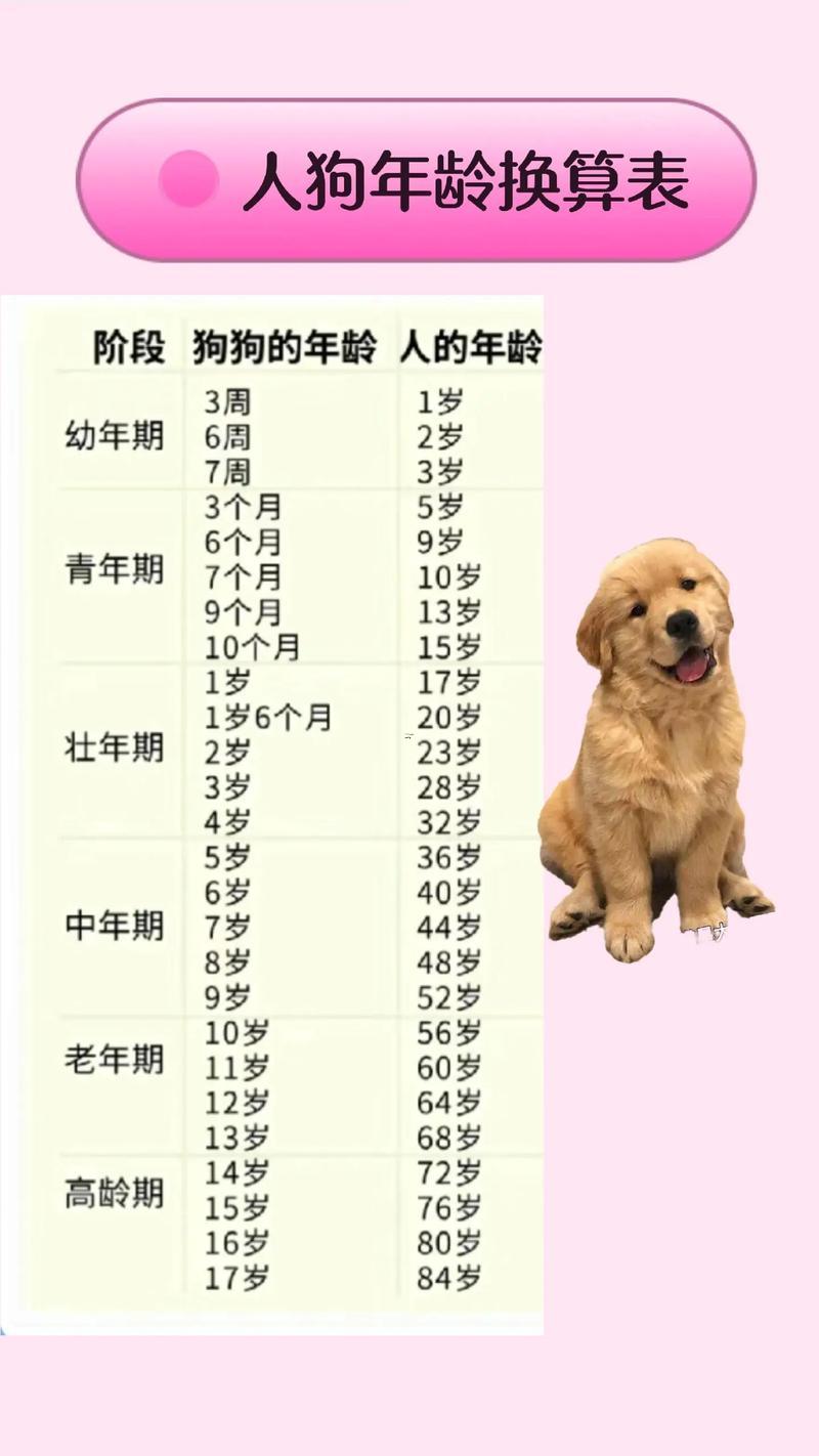 狗的年份