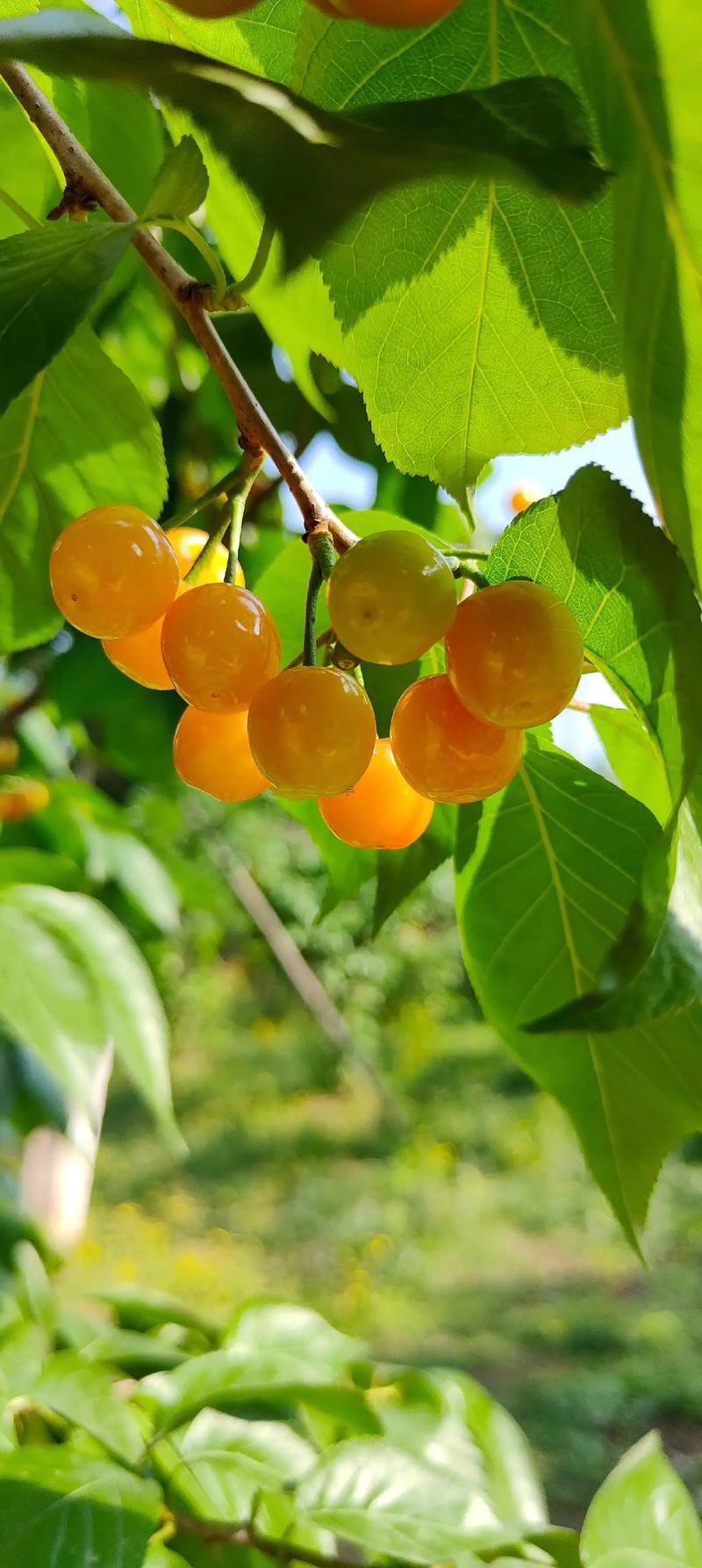 夢(mèng)見櫻桃樹上結(jié)滿紅櫻桃