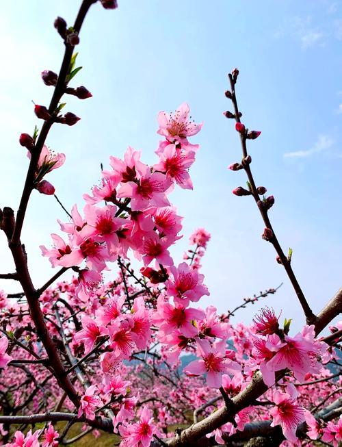 桃花是什么東西東西