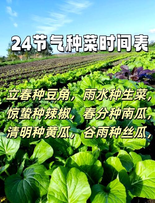 四五月適合種植什么糧食