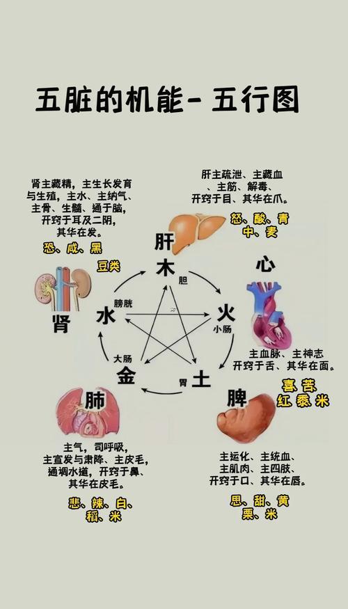五臟五行