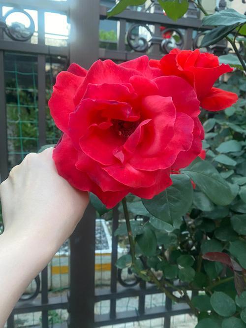夢(mèng)見摘花