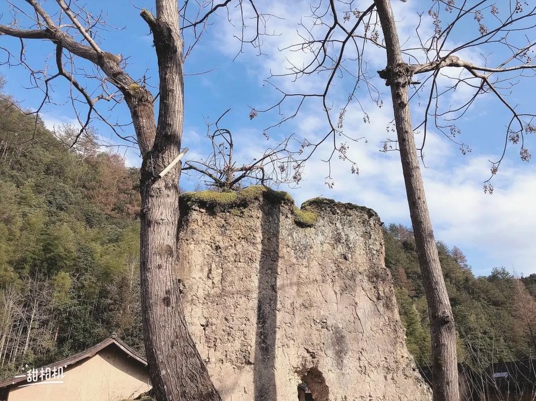 鼠沖什么生肖