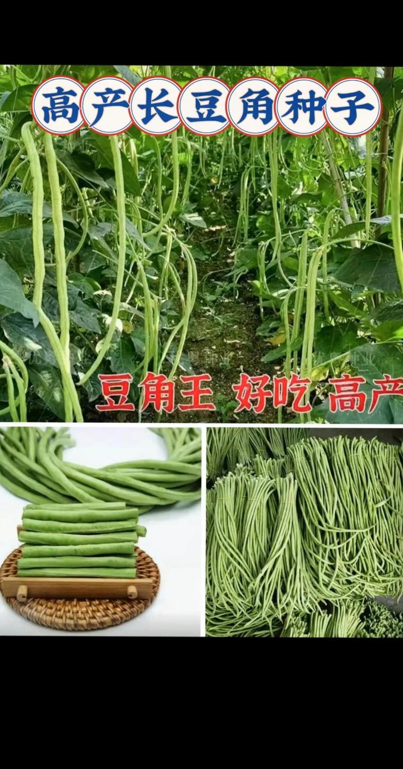 夢見豆角