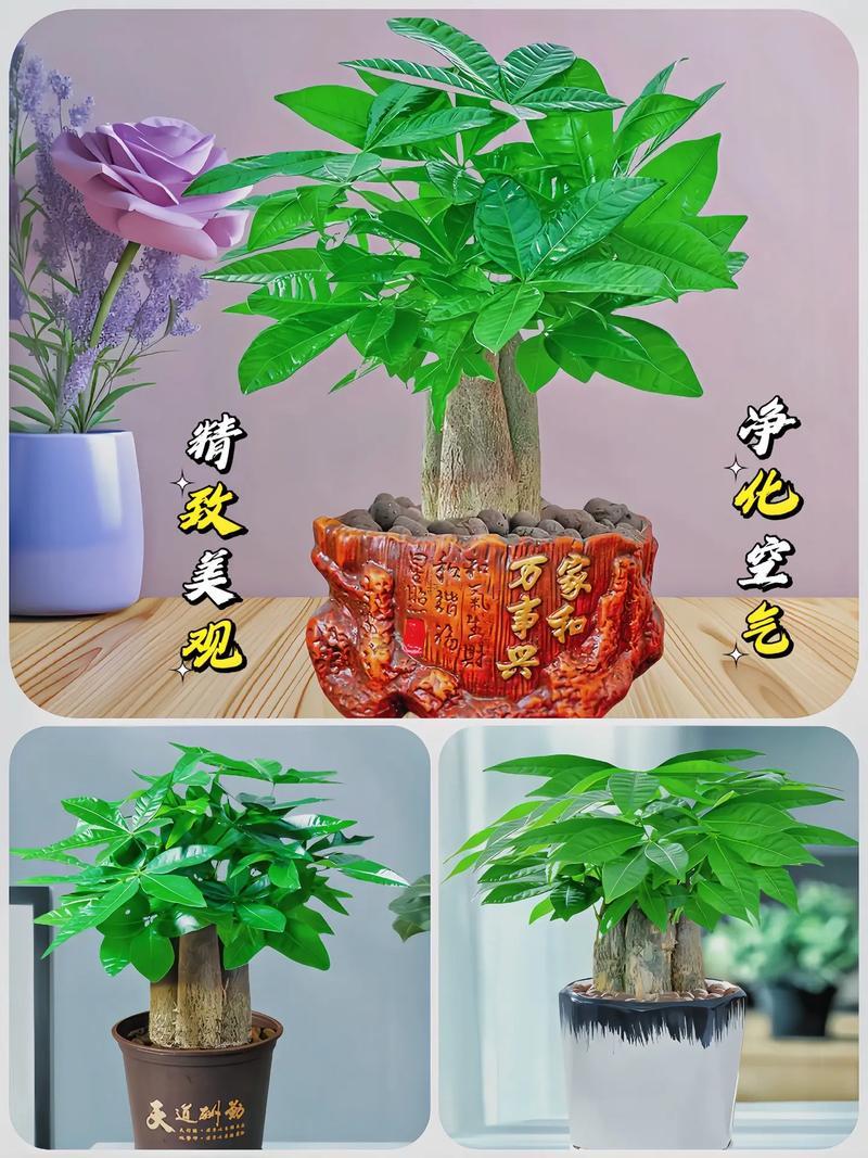 招財樹有哪一些