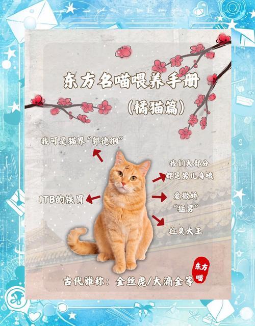 屬虎養(yǎng)何事東西寵物