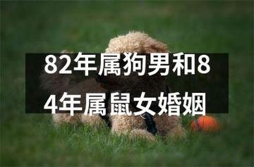 鼠同狗相配婚姻怎樣