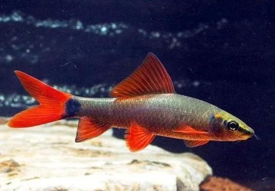 夢(mèng)到鯊魚(yú)