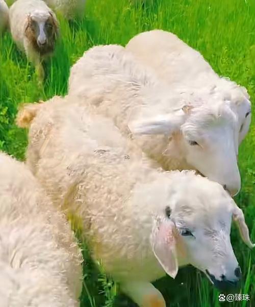 屬羊的人適合養(yǎng)什么東西寵物好