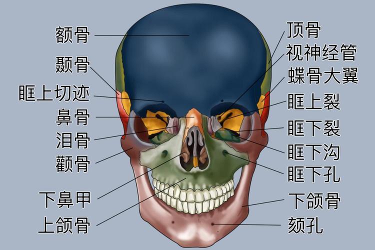 頂骨在啥部位
