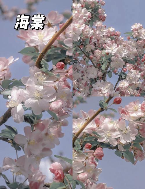 門前有樹的風(fēng)水好不好