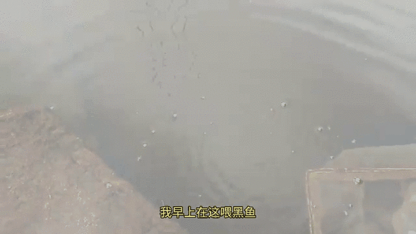 夢見黑魚